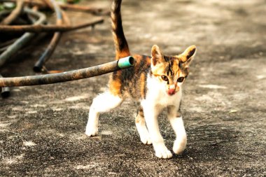 Calico yavruları heveslidir ve geniş alanları keşfetmekten hoşlanırlar..
