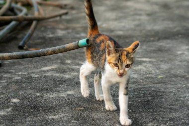 Calico yavruları heveslidir ve geniş alanları keşfetmekten hoşlanırlar..