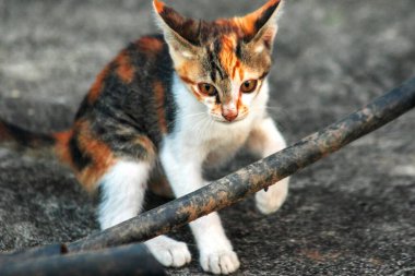 Calico yavruları heveslidir ve geniş alanları keşfetmekten hoşlanırlar..