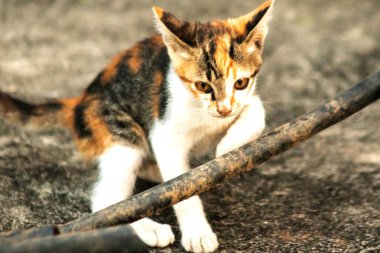 Calico yavruları heveslidir ve geniş alanları keşfetmekten hoşlanırlar..