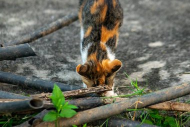 Calico yavruları heveslidir ve geniş alanları keşfetmekten hoşlanırlar..