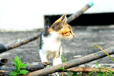Calico yavruları heveslidir ve geniş alanları keşfetmekten hoşlanırlar..