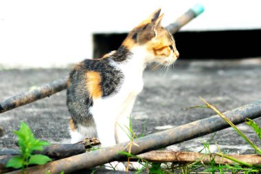 Calico yavruları heveslidir ve geniş alanları keşfetmekten hoşlanırlar..