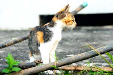 Calico yavruları heveslidir ve geniş alanları keşfetmekten hoşlanırlar..