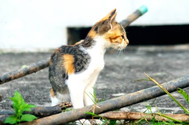 Calico yavruları heveslidir ve geniş alanları keşfetmekten hoşlanırlar..