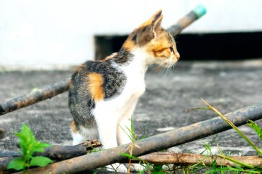 Calico yavruları heveslidir ve geniş alanları keşfetmekten hoşlanırlar..
