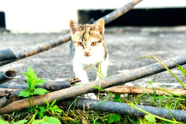 Calico yavruları heveslidir ve geniş alanları keşfetmekten hoşlanırlar..