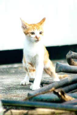 Turuncu bir kedi yavrusunun keşfetmesi turuncu kedilerin tipik tuhaf kişiliğini yansıtır..