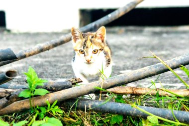 Calico yavruları heveslidir ve geniş alanları keşfetmekten hoşlanırlar..