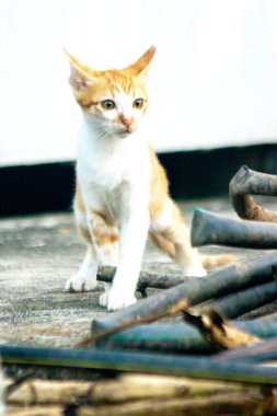 Turuncu bir kedi yavrusunun keşfetmesi turuncu kedilerin tipik tuhaf kişiliğini yansıtır..