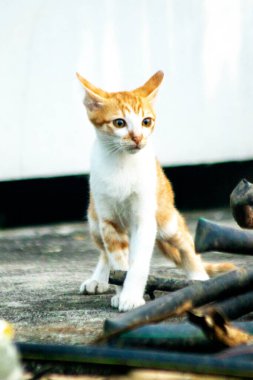 Turuncu bir kedi yavrusunun keşfetmesi turuncu kedilerin tipik tuhaf kişiliğini yansıtır..