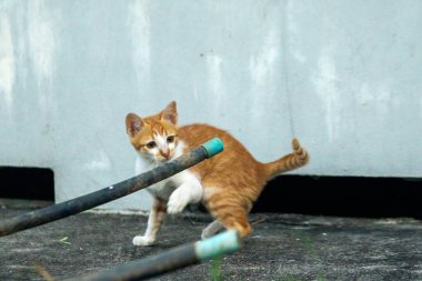 Turuncu bir kedi yavrusunun keşfetmesi turuncu kedilerin tipik tuhaf kişiliğini yansıtır..