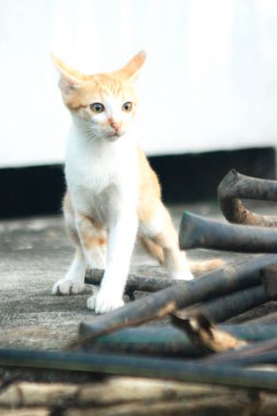Turuncu bir kedi yavrusunun keşfetmesi turuncu kedilerin tipik tuhaf kişiliğini yansıtır..