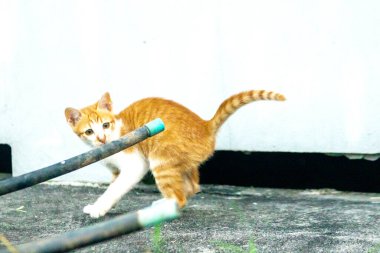 Turuncu bir kedi yavrusunun keşfetmesi turuncu kedilerin tipik tuhaf kişiliğini yansıtır..