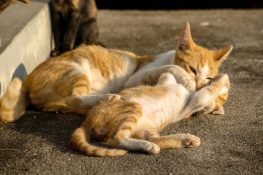 Birbirinizle oynamak kedi yavrularını sağlıklı, çevik ve stresi azaltıyor..