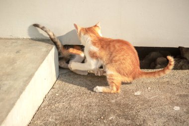 Kedi yavruları yerde oynuyorlar..
