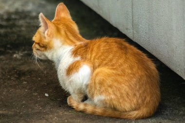Turuncu kedi yerde huzur içinde yatarken güven ve rahatlamayı yansıtıyor..
