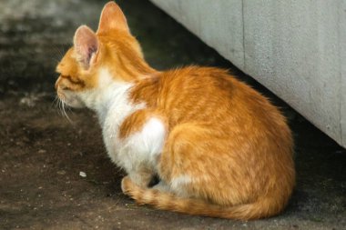 Turuncu kedi yerde huzur içinde yatarken güven ve rahatlamayı yansıtıyor..