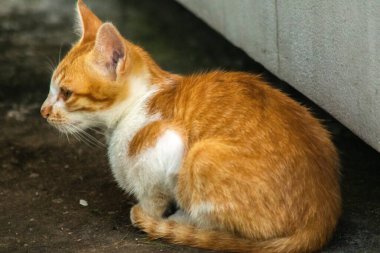 Turuncu kedi yerde huzur içinde yatarken güven ve rahatlamayı yansıtıyor..
