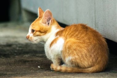 Turuncu kedi yerde huzur içinde yatarken güven ve rahatlamayı yansıtıyor..
