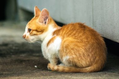 Turuncu kedi yerde huzur içinde yatarken güven ve rahatlamayı yansıtıyor..