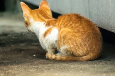 Turuncu kedi yerde huzur içinde yatarken güven ve rahatlamayı yansıtıyor..
