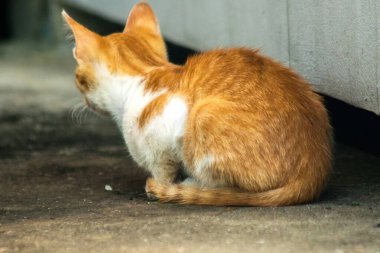 Turuncu kedi yerde huzur içinde yatarken güven ve rahatlamayı yansıtıyor..