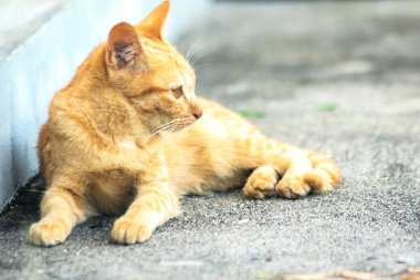 Turuncu kedi yerde huzur içinde yatarken güven ve rahatlamayı yansıtıyor..