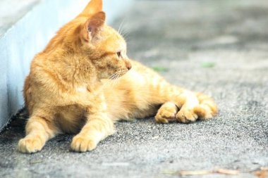 Turuncu kedi yerde huzur içinde yatarken güven ve rahatlamayı yansıtıyor..