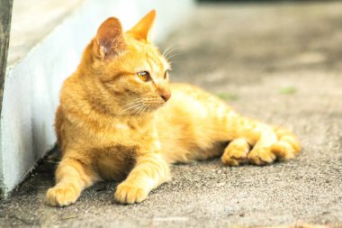 Turuncu kedi yerde huzur içinde yatarken güven ve rahatlamayı yansıtıyor..