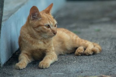 Turuncu kedi yerde huzur içinde yatarken güven ve rahatlamayı yansıtıyor..