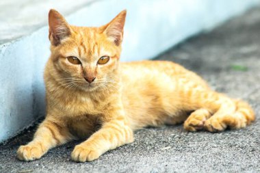 Turuncu kedi yerde huzur içinde yatarken güven ve rahatlamayı yansıtıyor..