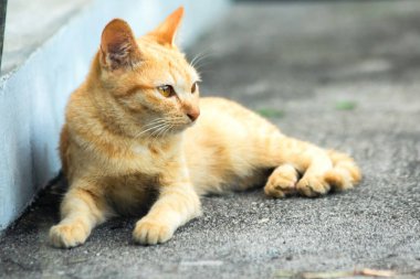 Turuncu kedi yerde huzur içinde yatarken güven ve rahatlamayı yansıtıyor..