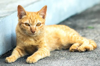 Turuncu kedi yerde huzur içinde yatarken güven ve rahatlamayı yansıtıyor..