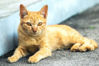 Turuncu kedi yerde huzur içinde yatarken güven ve rahatlamayı yansıtıyor..