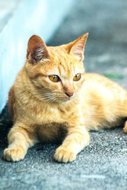 Turuncu kedi yerde huzur içinde yatarken güven ve rahatlamayı yansıtıyor..