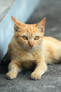 Turuncu kedi yerde huzur içinde yatarken güven ve rahatlamayı yansıtıyor..