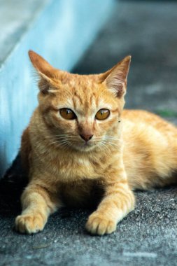 Turuncu kedi yerde huzur içinde yatarken güven ve rahatlamayı yansıtıyor..