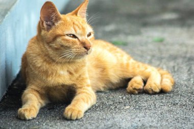 Turuncu kedi yerde huzur içinde yatarken güven ve rahatlamayı yansıtıyor..