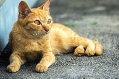 Turuncu kedi yerde huzur içinde yatarken güven ve rahatlamayı yansıtıyor..