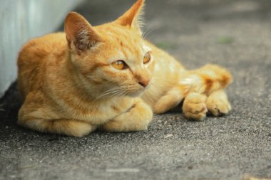 Turuncu kedi yerde huzur içinde yatarken güven ve rahatlamayı yansıtıyor..