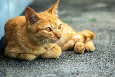 Turuncu kedi yerde huzur içinde yatarken güven ve rahatlamayı yansıtıyor..