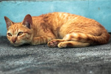 Turuncu kedi yerde huzur içinde yatarken güven ve rahatlamayı yansıtıyor..