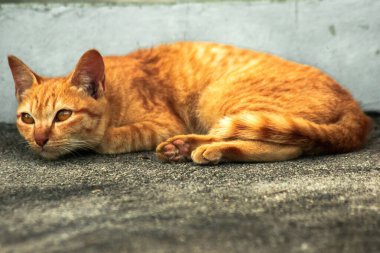 Turuncu kedi yerde huzur içinde yatarken güven ve rahatlamayı yansıtıyor..