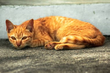 Turuncu kedi yerde huzur içinde yatarken güven ve rahatlamayı yansıtıyor..