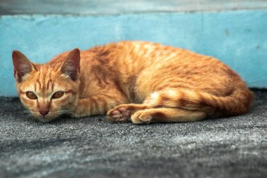 Turuncu kedi yerde huzur içinde yatarken güven ve rahatlamayı yansıtıyor..