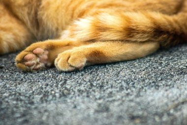 Turuncu kedi yerde huzur içinde yatarken güven ve rahatlamayı yansıtıyor..