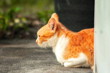 Turuncu kedi yerde huzur içinde yatarken güven ve rahatlamayı yansıtıyor..