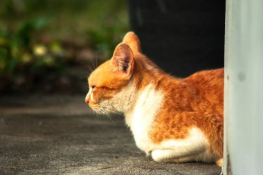 Turuncu kedi yerde huzur içinde yatarken güven ve rahatlamayı yansıtıyor..