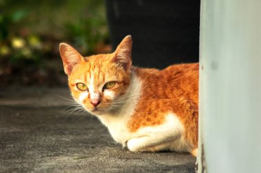 Turuncu kedi yerde huzur içinde yatarken güven ve rahatlamayı yansıtıyor..